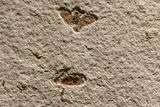 Impressive Fossil Palm and Fish Mural - Ready To Hang #382737-9
